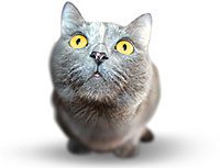 Домашни любимци