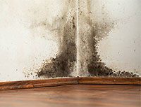 Мухъл - плесен